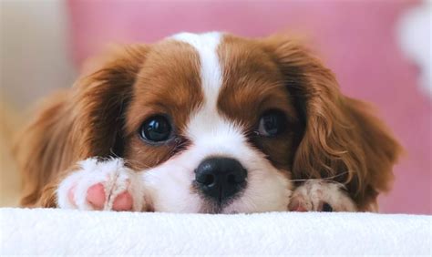 Sophie The Shih Tzu Dachshund Mix ~ Dogperday ~ Cute Puppy Pictures