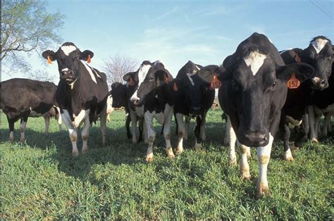 If California Cows Could Talk Connecting California Zócalo Public