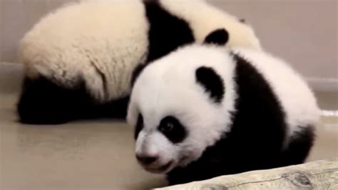 Toronto Zoo Giant Panda Cubs Waddle Around At 4 Months Old Cbc News