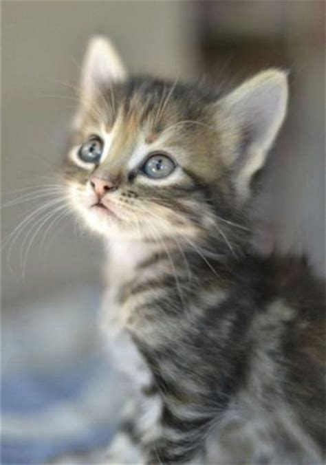 Little baby kittens picture at 4 days old. Adorable Cute Grey Tabby Kitten Winnie! | Pets | Pinterest ...