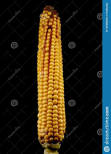 Maize Zea Mays Infructescence Closeup Stock Photo Image Of Flora