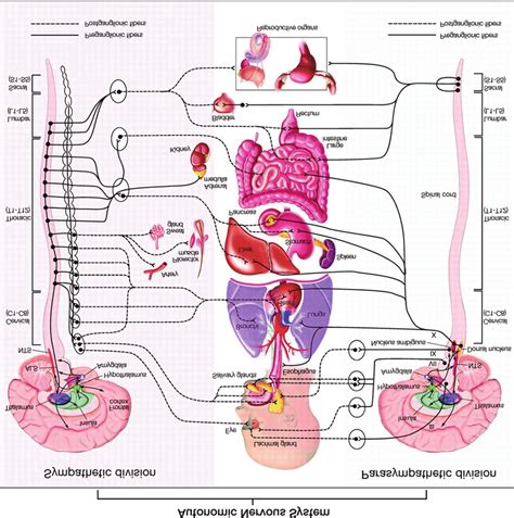 Schematic representation of the autonomic nervous system divisions and ...