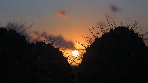 Wallpaper Cacti Silhouettes Sun Sunset Dark Hd Widescreen High