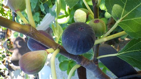 Cây giống Violette de Bordeaux Fig Tree (French Fig) có trái- giống sưu