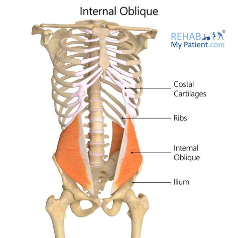 External Oblique Muscle