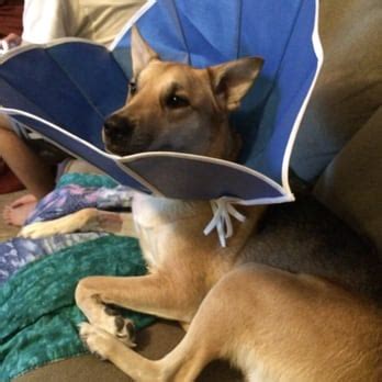 Healthy Paws Pet Insurance & Foundation - 34 Photos - Pets ...