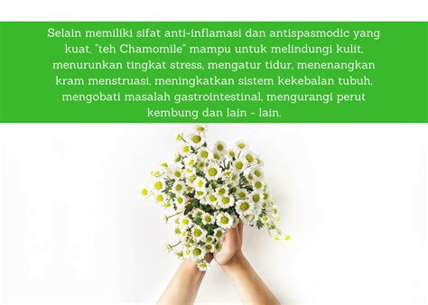 Check spelling or type a new query. Penting! Manfaat Teh Chamomile | Ciputra Hospital