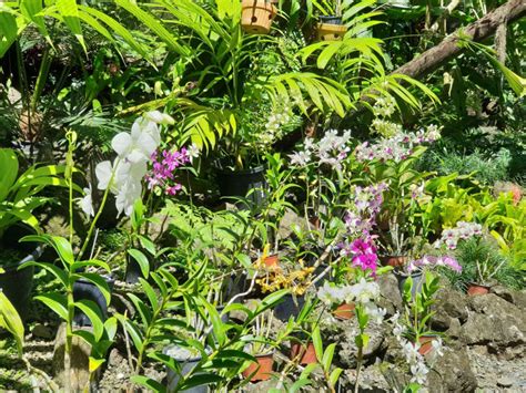 Garden Of The Sleeping Giant · Fiji Hotel And Tourism Association