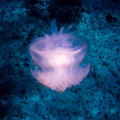 Crown Jellyfish Stock Photos Pictures And Royalty Free Images Istock