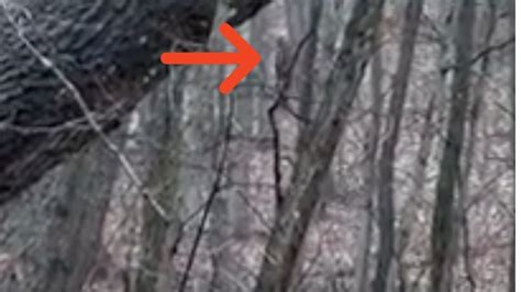 Bigfoot Sighting In Ohio Goes Viral Watch