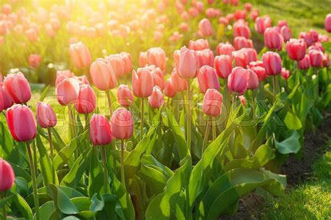 Red Beautiful Tulips Field In Spring Time With Sunlight Floral