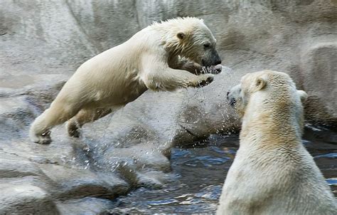 Polar Bears Polar Bear Baby Polar Bears Bear
