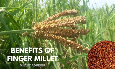 10 Amazing Health Benefits Of Finger Millet And 5 Healthy And Easy