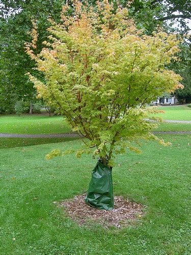 And, remember, you are welcome to join the cause and hang your donated items in bags around trees, bike racks, benches. Tree Watering Bags | Greenwalks