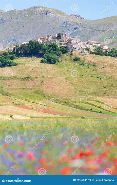 Castelluccio Di Norcia Highlands Italy Blooming Cultivated Fields