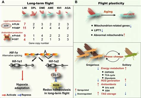 Mechanisms Underlying Long Term Flight In Locusts A Genetic And