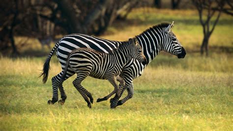 Mother And Child Running In The Jungle Zebra Animals