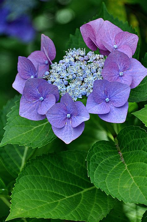 Mophead types have spherical flower heads, while lacecaps open flattened blooms with tiny central flowers ringed with a row of. DSC_0699a | Hydrangea flower, Purple flowers, Beautiful ...