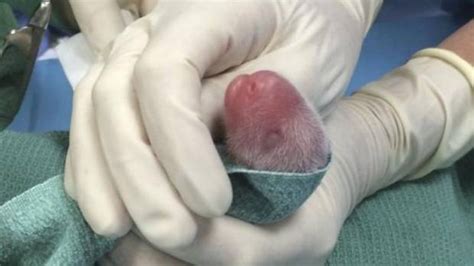 Smaller Newborn Panda Twin Dies At Washingtons National Zoo Nz