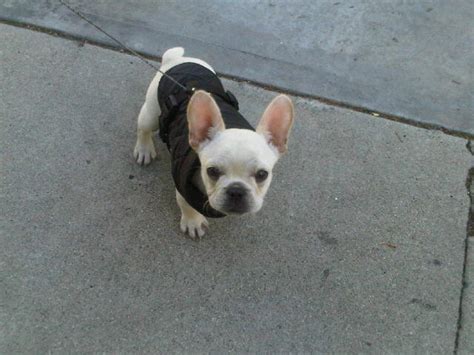 New franchisees are required to pay the initial franchise fee, which usually pays for training and the process of setting up the new outlet. How Much Is A French Bulldog? - What The Frenchie