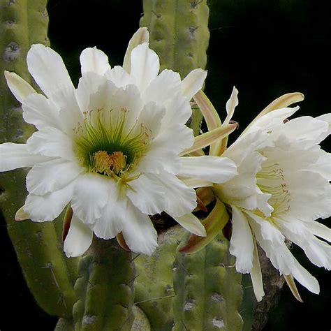 Torch Cactus Care 101: A Step-by-Step Guide | Succulent Alley
