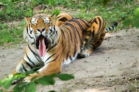 Sibirischer Tiger Im Landauer Zoo 01 Foto And Bild Tiere Zoo Wildpark