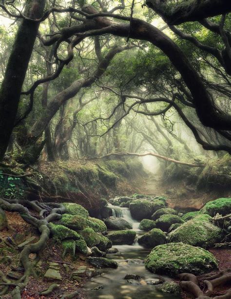 Best 25 Mystical Forest Ideas On Pinterest Forest Path Deep Dark