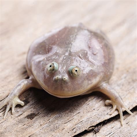 Pet Frogs Species