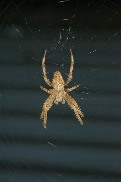 Beautiful Spider In Portland Oregon I Think It Is A Hobo Spider