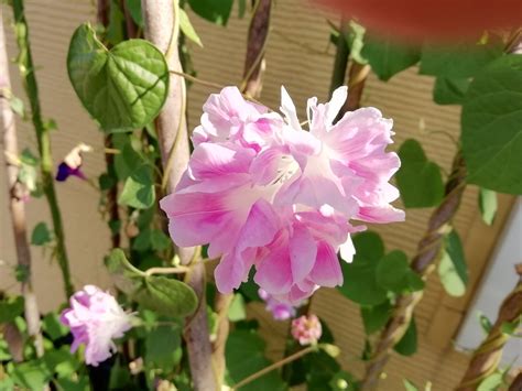 Download 植物 八重の朝顔 壁紙19x1441 Images For Free