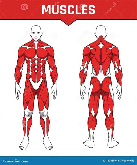Sistema Muscular Do Exercício Da Anatomia Do Corpo Humano O Dianteiro E O Traseiro De Peças Dos
