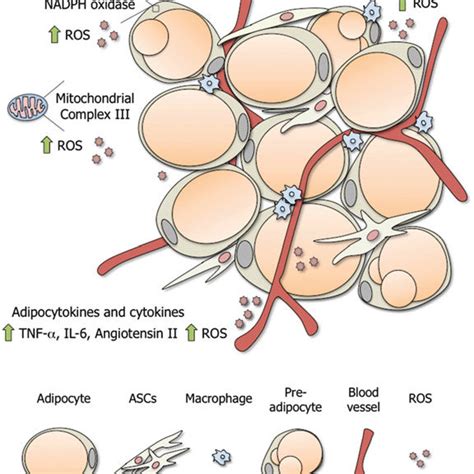 Adipogenic Differentiation Adipose Derived Stemstromal Cells Ascs