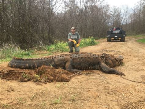 Massive Alligator Weighing About 700 Pounds Found In Georgia