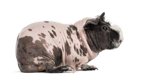 Hairless Guinea Pig Standing Stock Image Image Of Length Horizontal