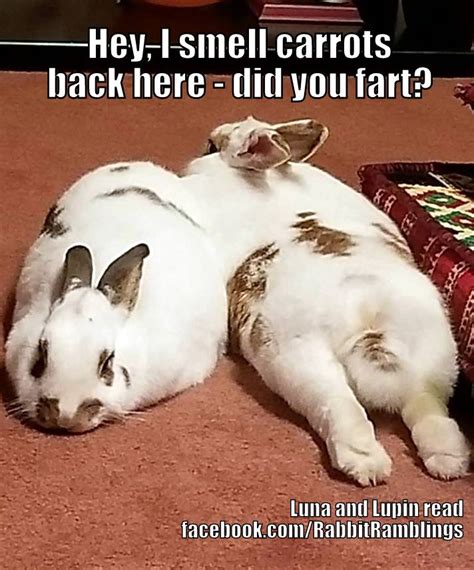 Rabbit Ramblings Funny Bunny Memes
