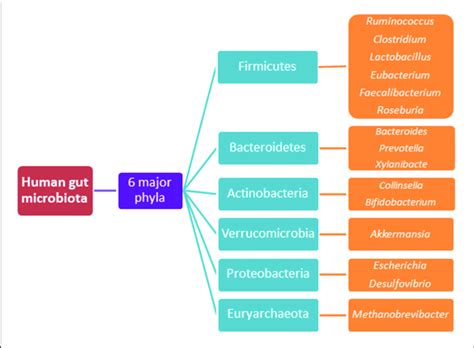 The 6 Major Phyla Of The Human Gut Microbiota And Their Predominant
