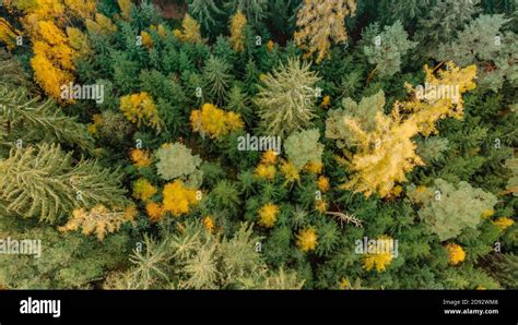 Fall Forest Landscape View From Above Colorful Nature Background