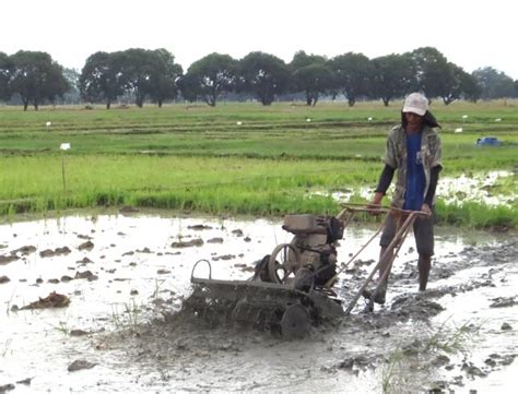 Dsr refers to the process of establishing a rice crop from seeds sown in. Wet Preparation - IRRI Rice Knowledge Bank