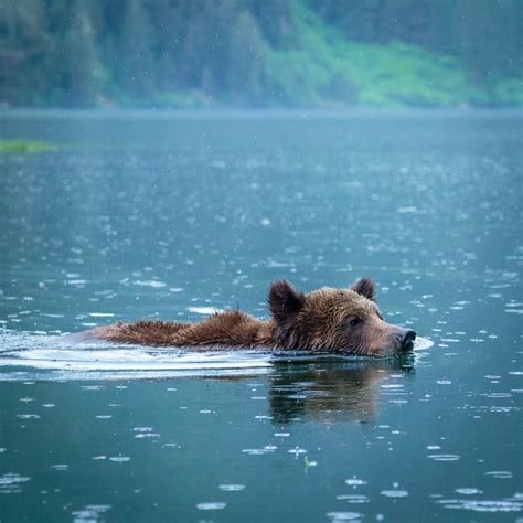 Grizzly Bear Swimming In Khutzeymateen Provincial Park British