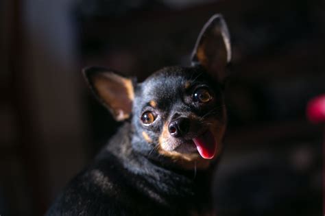 Adult Black Chihuahua Dog In Closeup Photography · Free Stock Photo