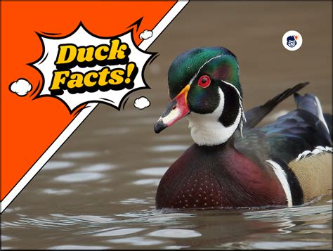 31 Duck Facts Interesting Trivia About These Adorable Waterfowl
