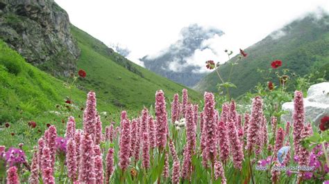 Valley Of Flowers India National Park Trekking And Tourism Guide 2023