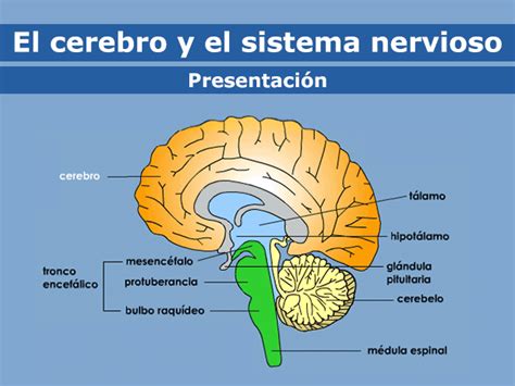 El Cerebro Y El Sistema Nervioso Para Adolecentes Nemours