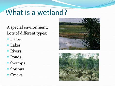 Ppt Wetlands Powerpoint Presentation Free Download Id1545704