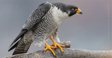 Peregrine Falcon American Bird Conservancy