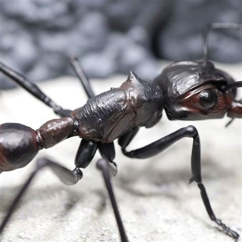 Bandai Gashapon Ant Paraponera Clavata Worker Figure Ebay