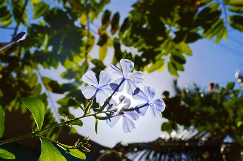 Free Images Tree Nature Branch Blossom Sunlight Leaf Flower Spring Green Produce
