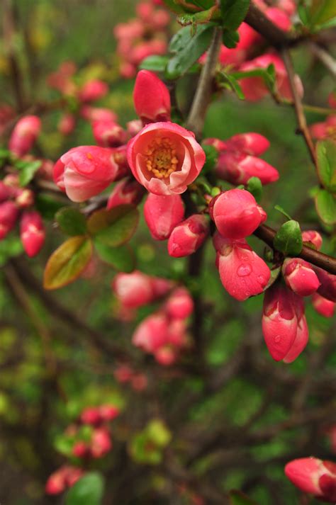 Free Images Nature Blossom Fruit Berry Flower