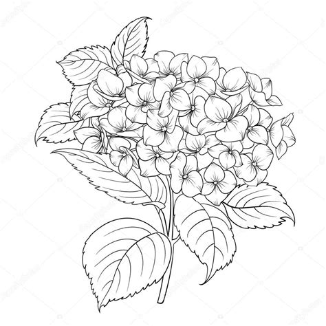 Check spelling or type a new query. Blooming fleur hortensia. — Image vectorielle Kotkoa ...