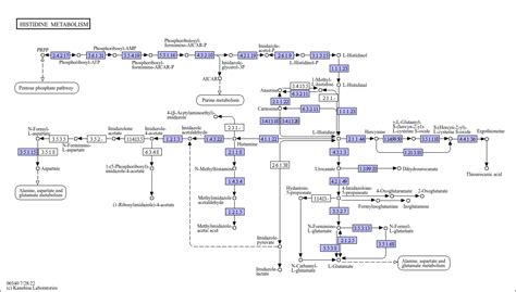 Kegg Pathway Histidine Metabolism